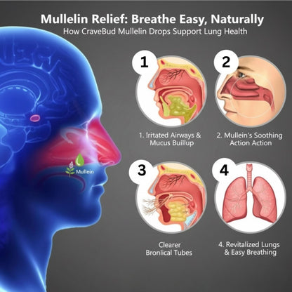 Natural Daily Lung Support Mullein Drops - Formulated For Smokers